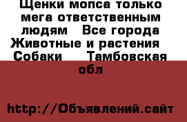 Щенки мопса только мега-ответственным людям - Все города Животные и растения » Собаки   . Тамбовская обл.